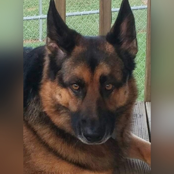 Meet your Posher, Pam. I WILL ACCEPT ANY REASOABLE OFFER - Picture 13 of 13